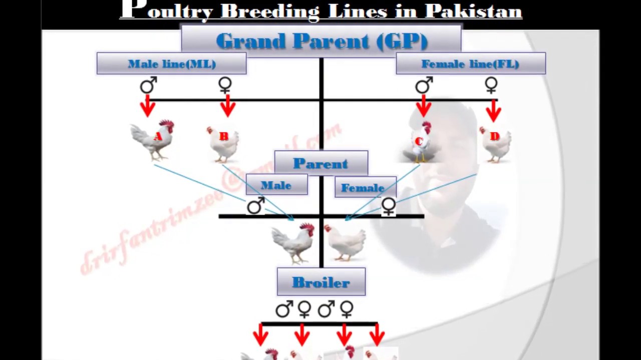 Poultry Breeding Lines YouTube