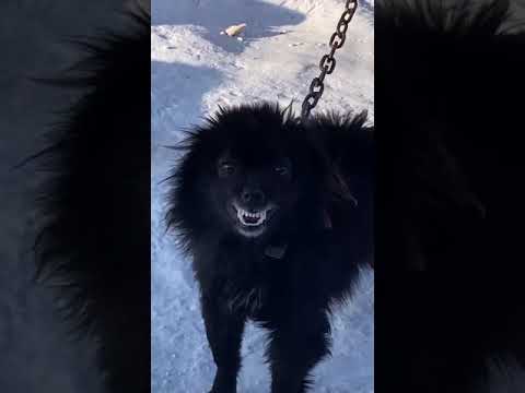 осторожно! злая собака