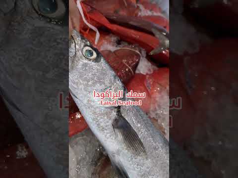 سمك ضيراك براكودا   سمك اكسبلور 