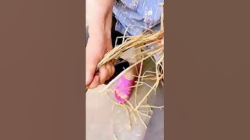 The process of making rope from straw is shared