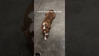 We Couldn’t Find Him… Then We Checked the Trash Can! #shorts