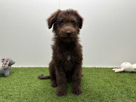 Video van Bordoodle Mannelijk Chocolat - PUP-ID 002104413 | Dierenhof Debrabandere