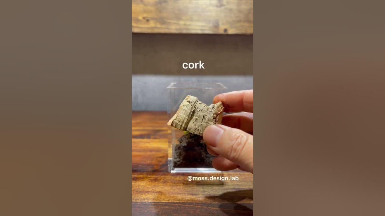 how to make terrarium(short & joke) YouTube