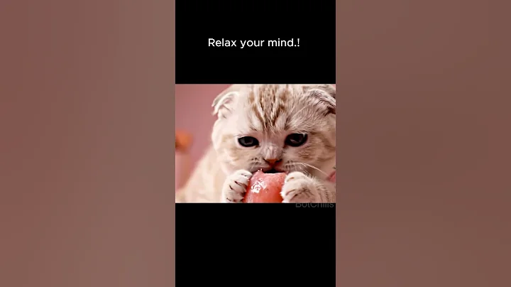 Video 10121371: scottish fold british shorthair, scottish fold baby kittens, kitten eating food, tiny kitten