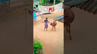 Red Cow Our New Member Nihas Family