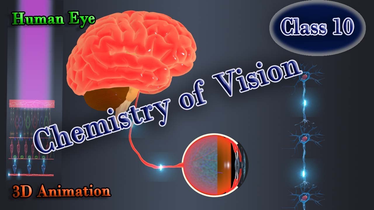 How Vision Possible Chemistry Of Vision YouTube