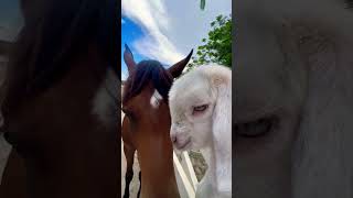 🐎❤️🐐#caballos #horse #kuda #music #cheval #شباب_البومب13 #horselove #horselov #goat #farm #love