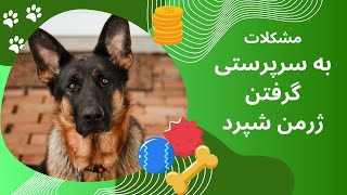 سختی های نگهداری از سگ ژرمن شپرد | سگ ژرمن شپرد نژادی محبوب و دوست داشتنی