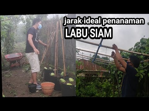 jarak ideal penanaman