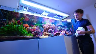 One of Germany&#39;s best REEF TANKS + new CORALS