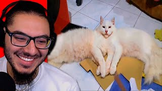 UNUSUAL MEMES COMPILATION V223 | REACTION