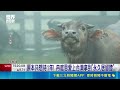 冉庭恩帶路玩淡水! 熟悉巷弄看見台灣"英國味" 來台定居16年! "英國媳婦"冉庭恩深度走訪淡水｜三立新聞LIVE