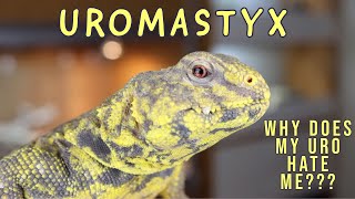 UROMASTYX: Why does my Uro fear me? Understanding why they run away and hide.