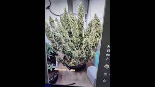 Holy Cannabis Gods, Rando's garden is well Under Way and Growin Like No Tomorrow.