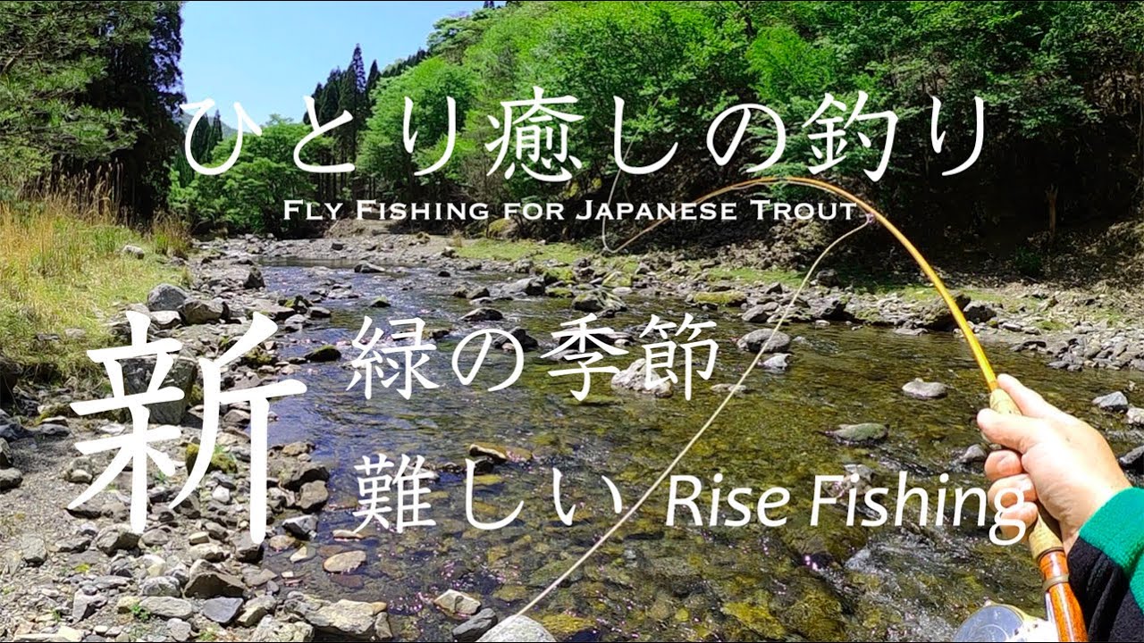 支流と本流の頻発ライズ 21年九州のフライフィッシング 本流のライズ頻発に遭遇 難しいですが ライズの釣りはドキドキです Youtube