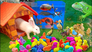 Bắt cá cảnh dễ thương, gà cầu vồng, vịt, rùa cá sấu, cá vàng, chuột, thỏ