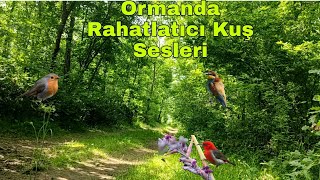 #66 - Ormanda Rahatlatıcı Kuş Sesleri. Huzur Verici, Dinlendirici #kuşsesi #orman #huzur #huzurlu