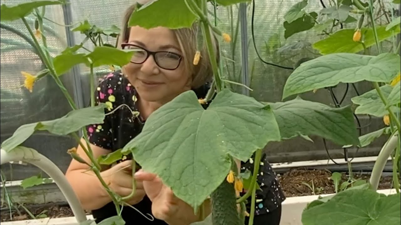 #влог ??ГНАТЬ ВСЕХ МЕТЛОЙ! ????Теперь ОН не отвертится! ??Сбор огурцов ...