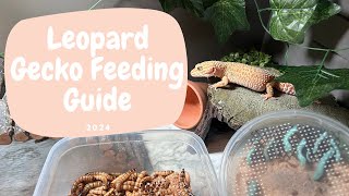 What do leopard geckos eat? Leopard gecko feeding guide What Do Leopard Geckos Eat Leopard Gecko Feeding Guide