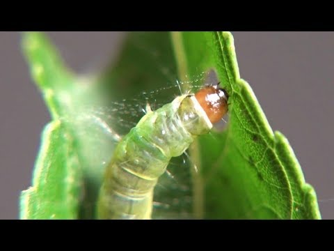 Video: Leafroller Control - Çiyələk Yarpaqlarının qarşısını necə almaq olar