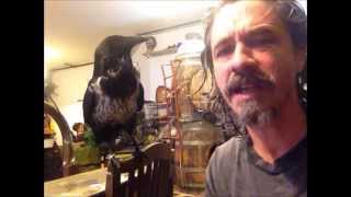 A Raven as a Pet