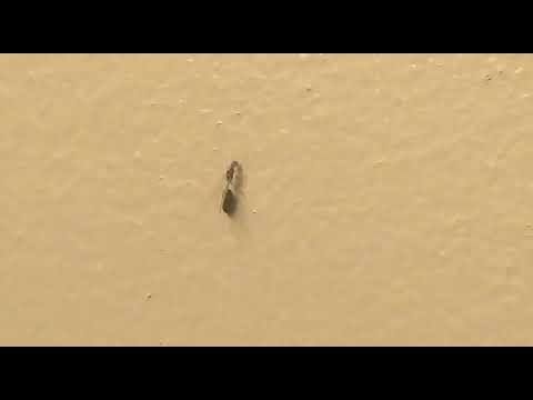 فيديو: أين توجد طيور النمل؟