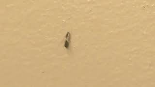 ما هو سبب ظهور النمل الطائر في البيت وطرق التخلص منه