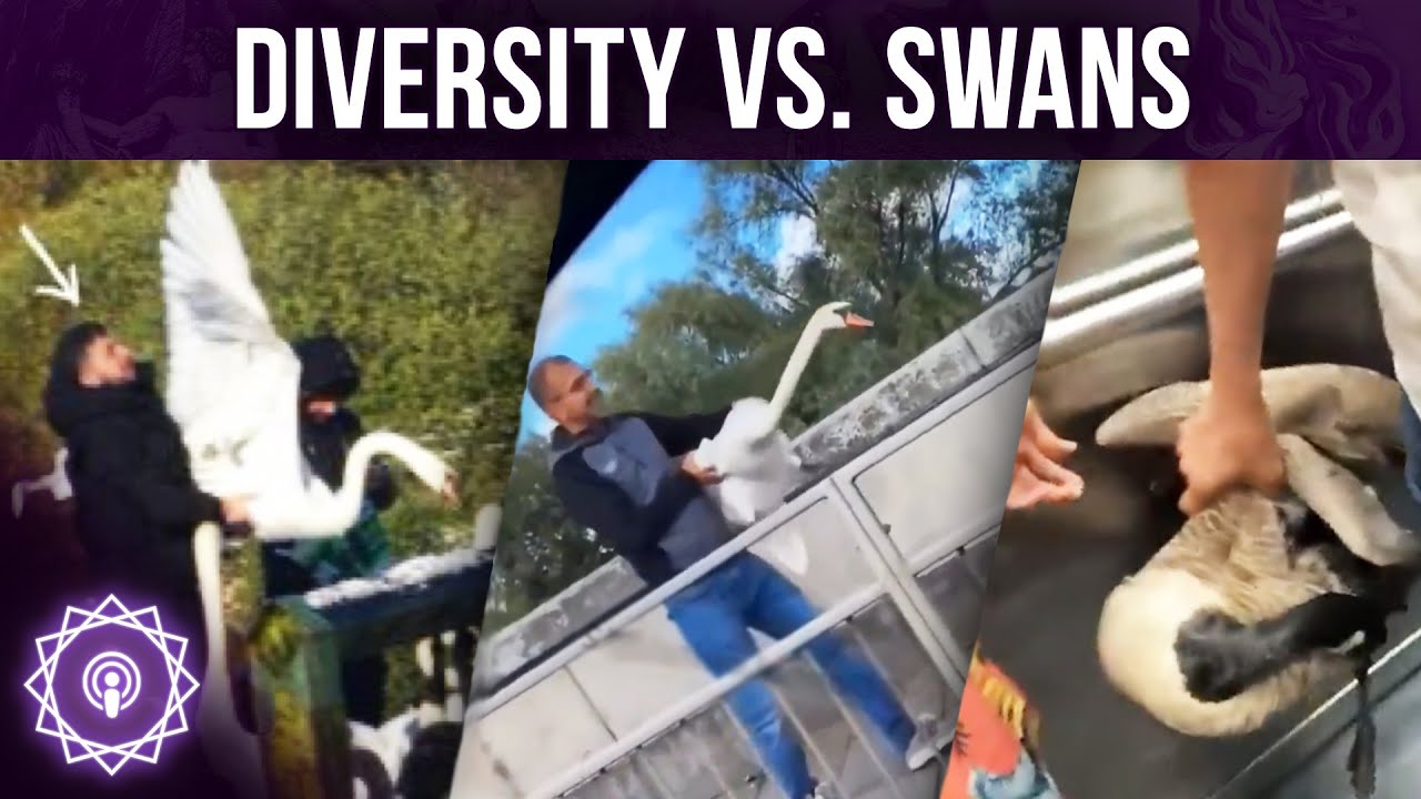 Они едят лебедей