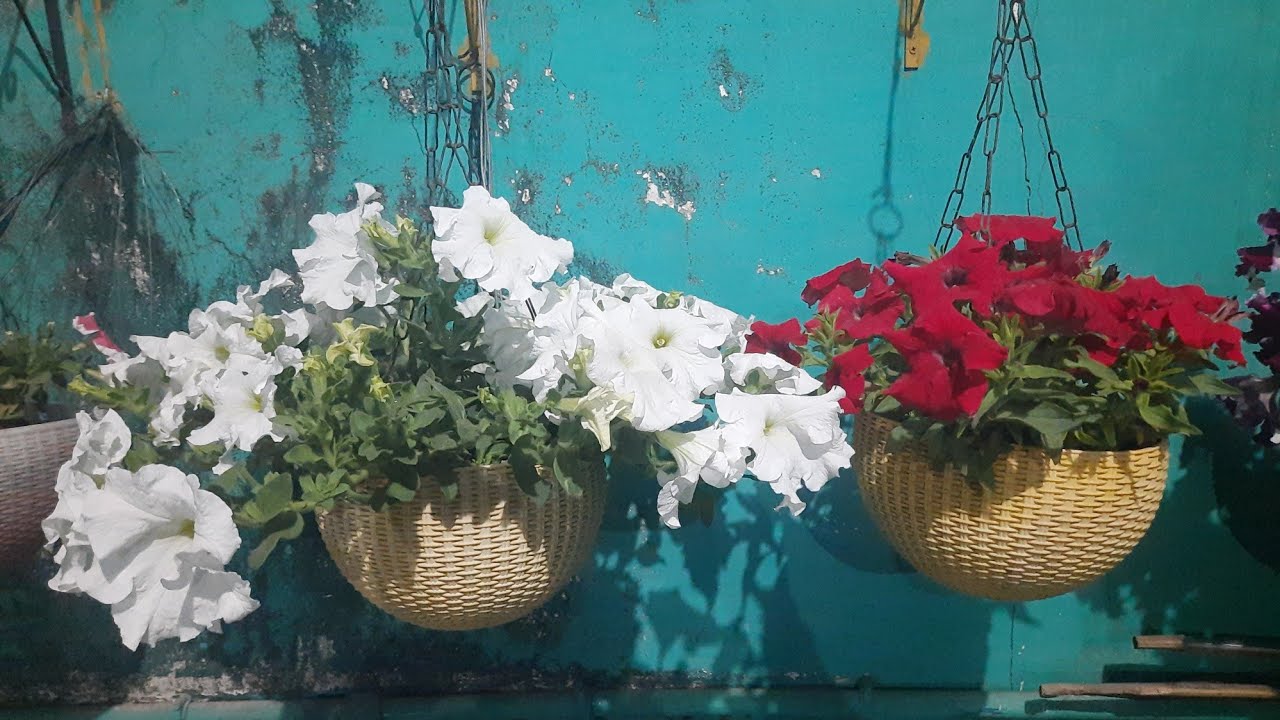 #RUHI MOON GARDEN #SHOW ALL PETUNIA#FLOWER2026#