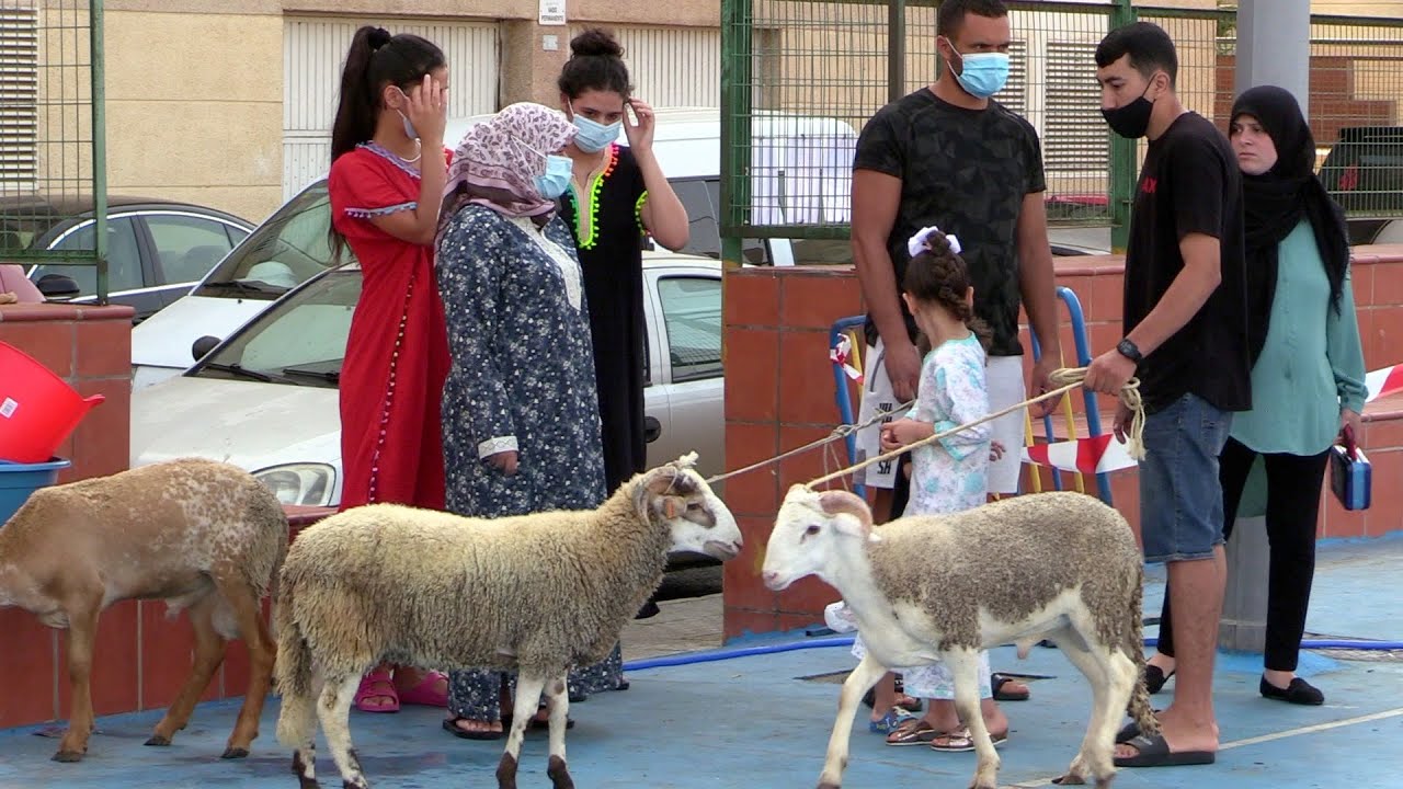 Jornada histórica en los puntos de sacrificio temporal para el Aid el Adha