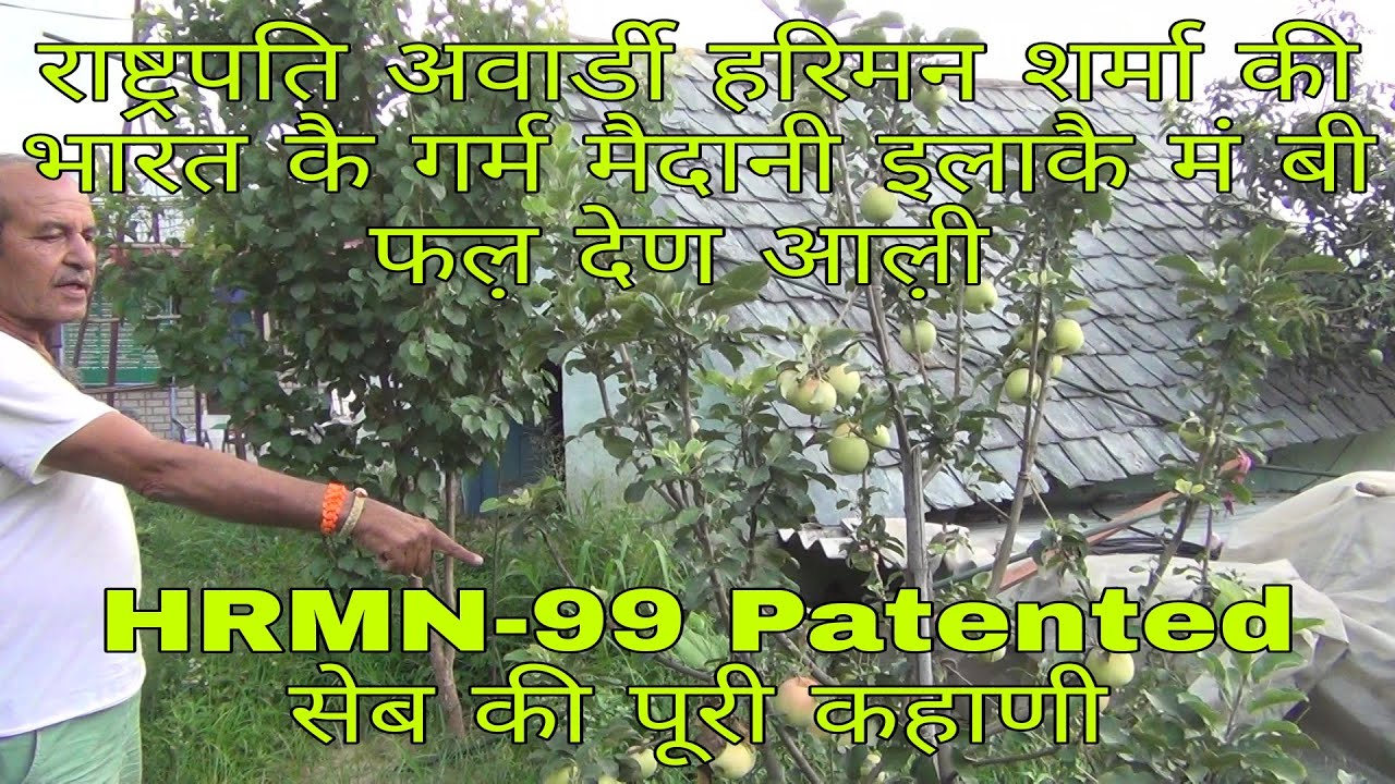 गर्म मैदानी इलाकै मं बी फळ देण आळी HRMN 99 सेब की पूरी कहाणी राष्ट्रपति अवार्डी हरिमन शर्मा की जबानी