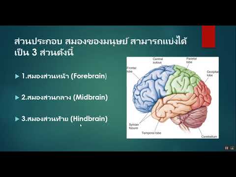 ระบบประสาท ep.2 (ประสาทส่วนกลาง ไขสันหลัง)