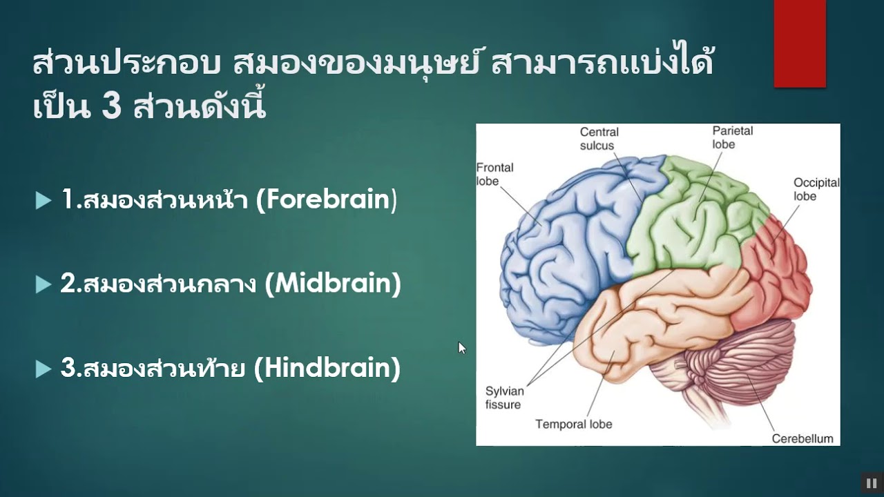 ระบบประสาท ep.2 (ประสาทส่วนกลาง ไขสันหลัง) | วงจร ประสาทข้อมูลที่เกี่ยวข้องที่สมบูรณ์ที่สุด