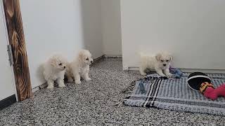 Cute Bichon Puppies Playing by D G 112 views 2 months ago 1 minute, 2 seconds