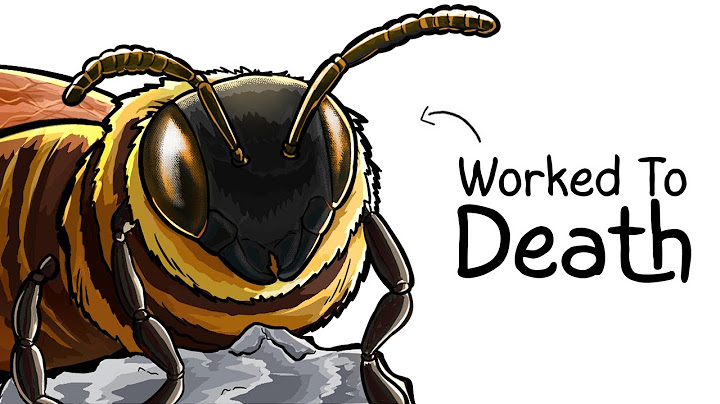 Why it Sucks To Be Born As a Bee