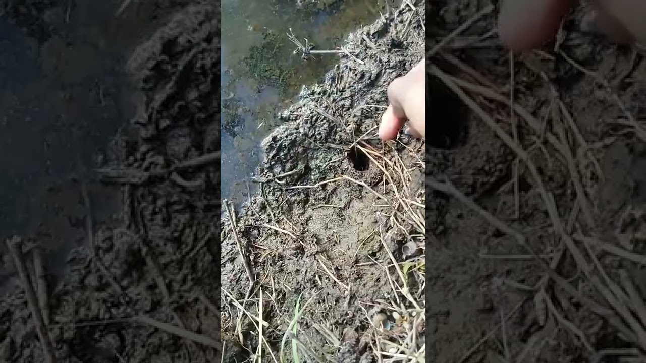 ngurek belut pake urek palang III mantaff!!!! 