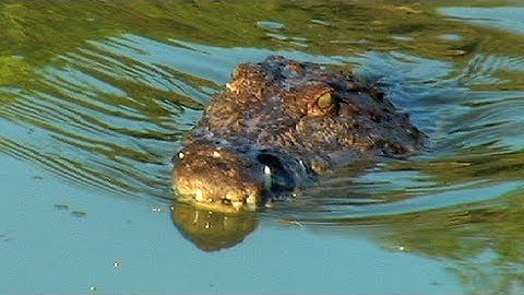 Crocodile attacks Rat 01, Time Lapse Speed x1