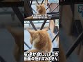 突然家に侵入して来た野良猫 #野良猫 #ねこ