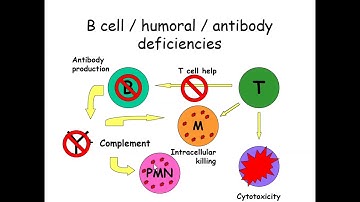 Hyper IgM Syndrome (HIGM)