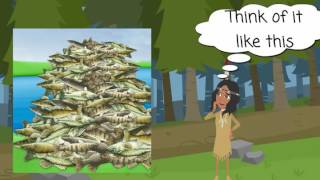 Visualizing the exact fish problem