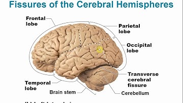 2113 Chapter 12 - Central Nervous System Part A