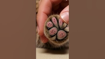 #3008 #mochipimplepopping #pimplepopper #visualasmr #mochicatspaw #oddlysatisfying #satisfying