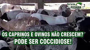 Como tratar a coccidiose em ovinos?
