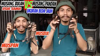 Musang pandan vs musang bulan, usia sama beda ukuran, musbul jumbo jumbo || Ladusing Civets Farm CDL