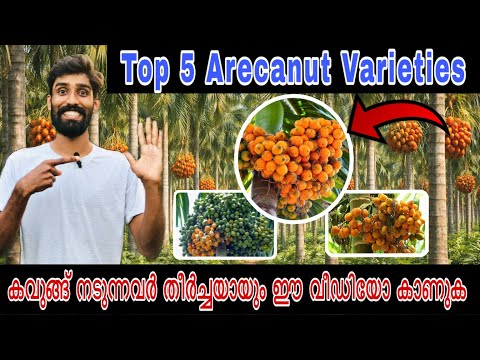 ๐ฅ เดเตเดฐเดณเดคเตเดคเดฟเดฒเต Top 5 เดเดตเตเดเตเดเต เดเดจเดเตเดเตพ (Arecanut Varieties) | เด
เดฑเดฟเดฏเตเดฃเตเด เดเดฒเตเดฒเดพ เดตเดฟเดตเดฐเดเตเดเดณเตเด!