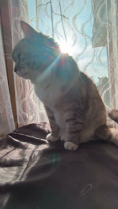 Кошка Соня греется на окне. #cat - YouTube
