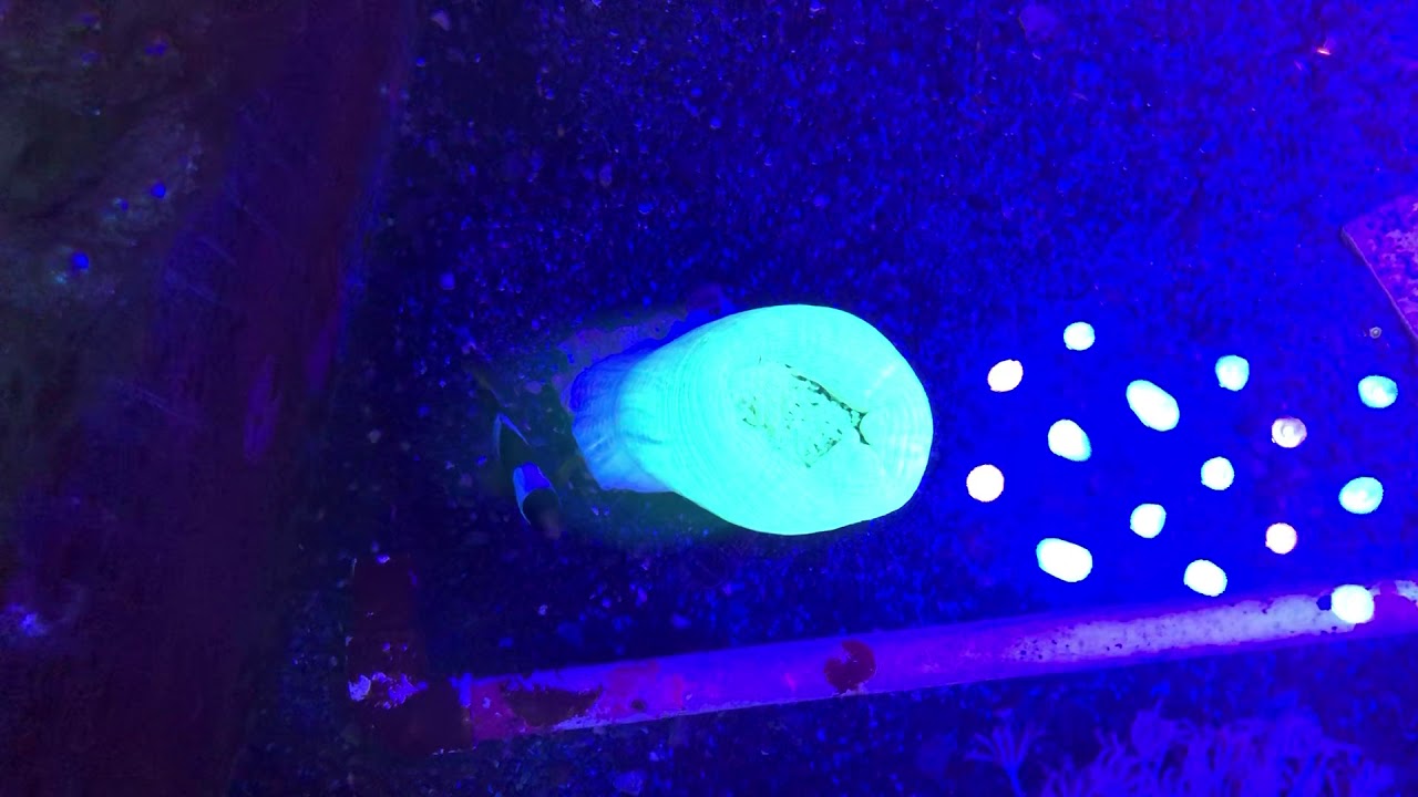 Mushroom Coral All Closed Up