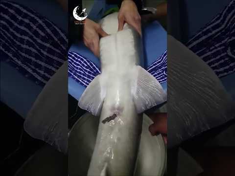 عملیات سونوگرافی و زایمان برای ماهی خاویار