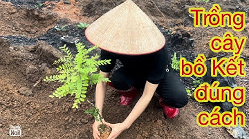 Kĩ thuật trồng cây Bồ Kết Ghép| tại Bắc Giang|