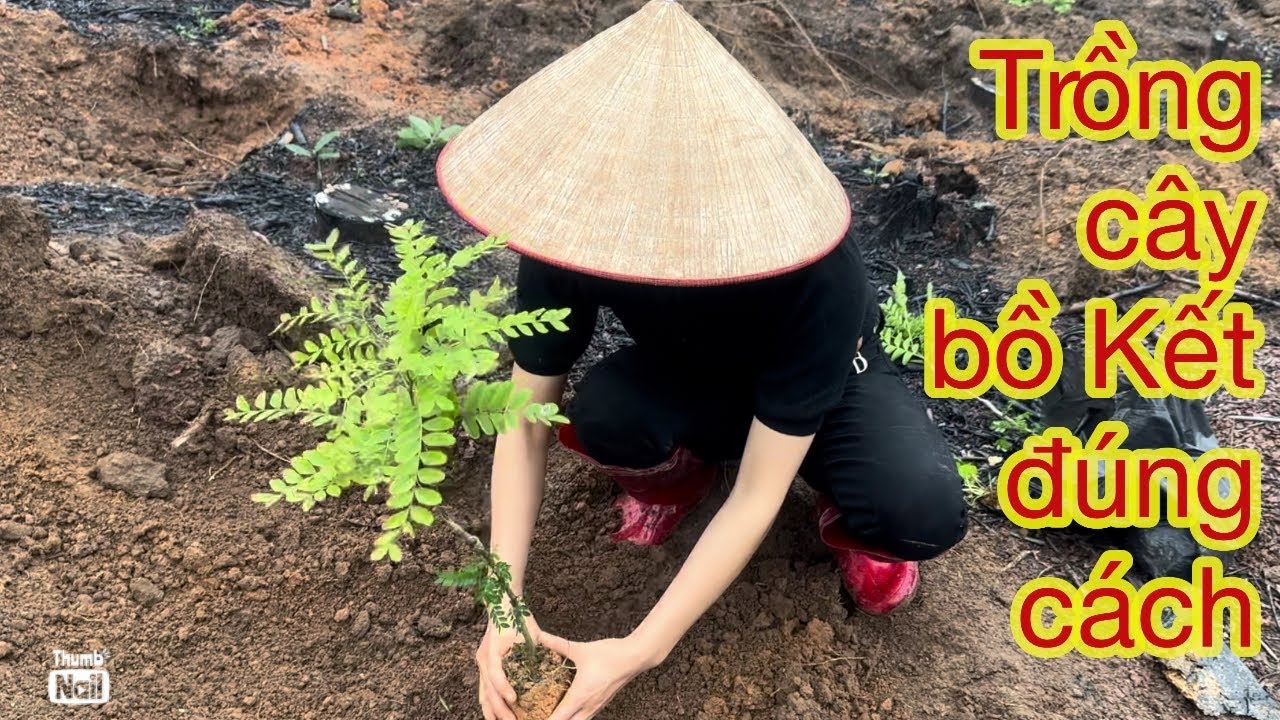 Kĩ thuật trồng cây Bồ Kết Ghép| tại Bắc Giang|